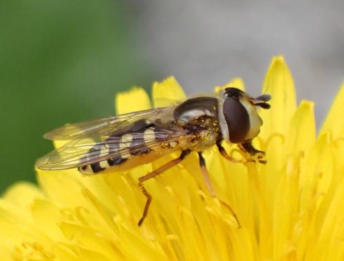 Réf. 283 450 : Eupeodes corollae